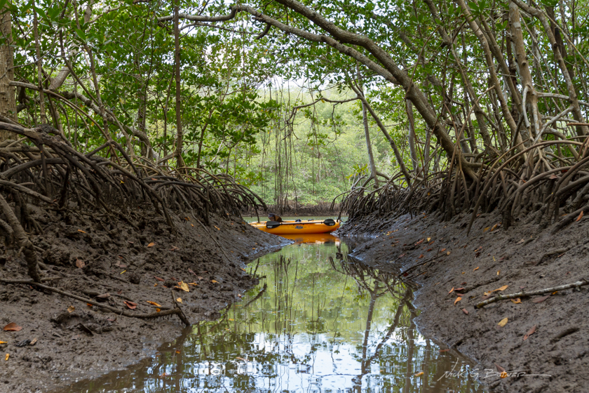 Kayaking Blackwater River - Collier-Seminole State Park