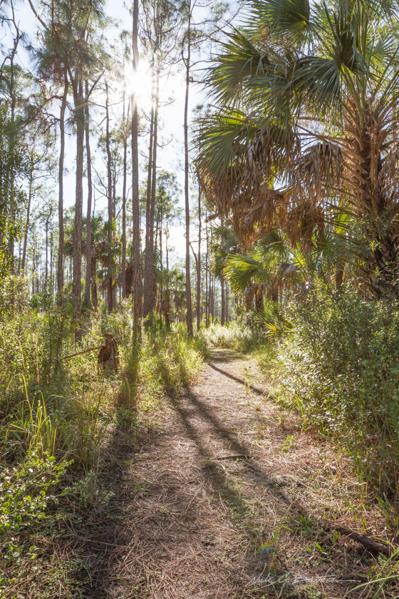 Hiking Florida - Collier-Seminole State Park