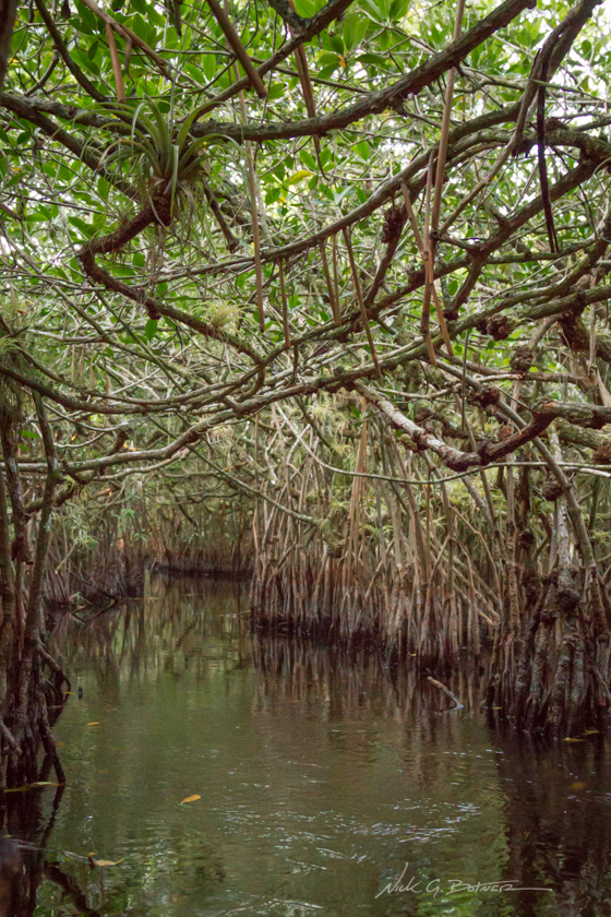 Kayaking Turner River in the Florida Everglades