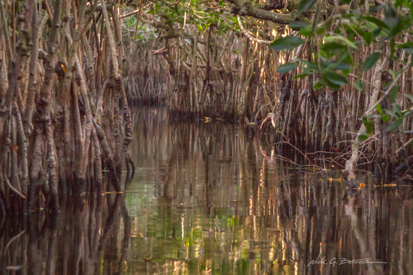 Kayaking Turner River in the Florida Everglades