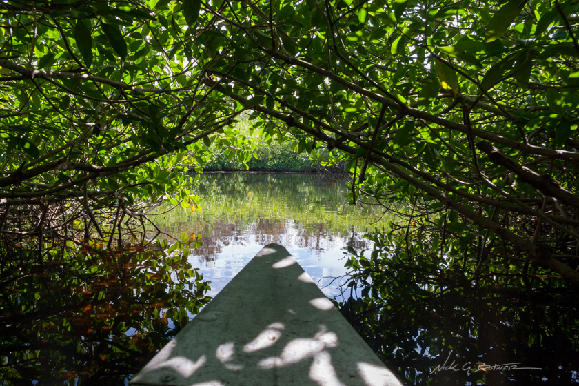 Kayaking down the Turner River in the Florida Everglades