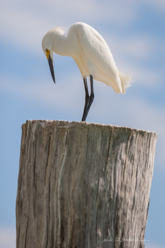 Coastal Birds of Naples Florida