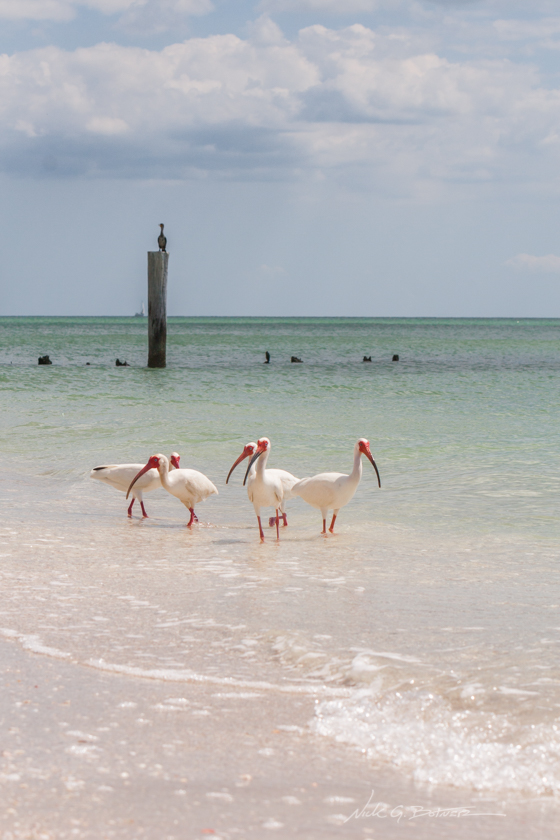 Coastal Birds of Naples Florida