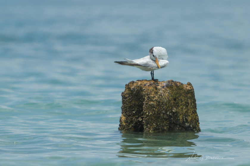 Coastal Birds on the Beaches of Naples Florida