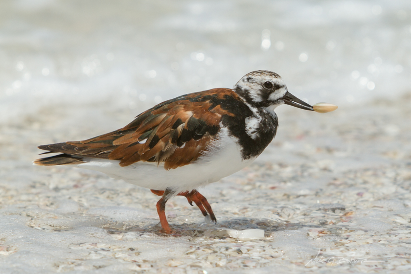 Coastal Birds on the Beaches of Naples Florida