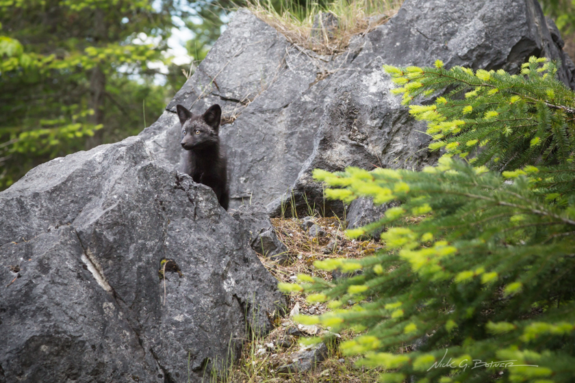 Foxes of San Juan Island, Washington