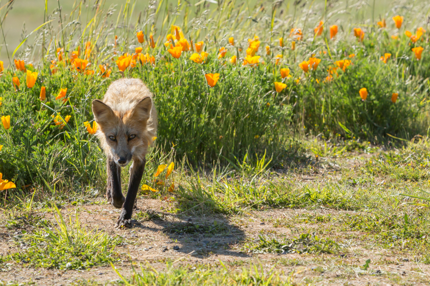 Foxes of San Juan Island, Washington