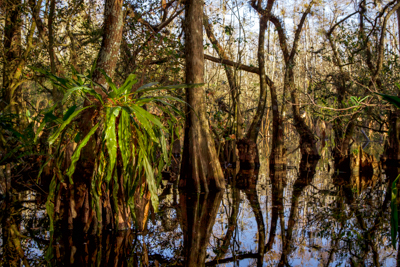 Swamp Walk – Sweetwater Strand, Loop Road, Everglades, FL