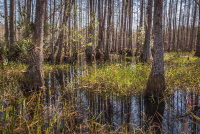 Hiking Florida – Okaloacoochee Slough State Forest