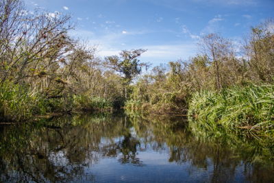 Canoeing Florida – Turner River, Everglades
