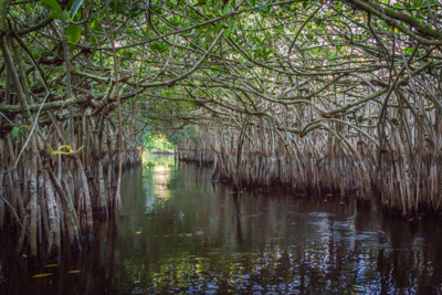Kayaking Florida – Turner River, Everglades (Round 2)