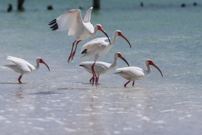 Florida Coast – Birds of Naples Beach (Round 1)