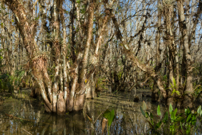 Swamp Walk – Gator Hook Trail, Everglades, FL